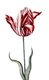 Netherlands / Holland: The 'Semper Augustus' tulip, unknown artist, early 17th century