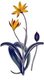 Scotland / UK: A painting of the 'Cape Tulip' or Tulipa sylvestris australis, Sydenham Edwards, 1804
